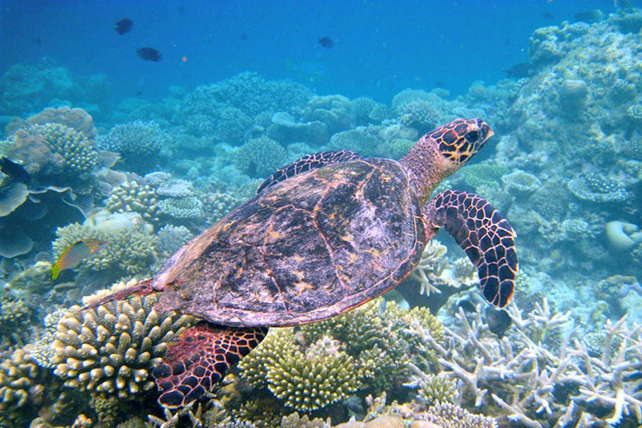 Canopus Retreat Thulusdhoo Dış mekan fotoğraf